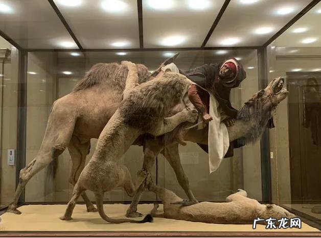 5吨重的大象都被吃，为什么很少有猛兽猎杀骆驼，它有什么保命绝招？-