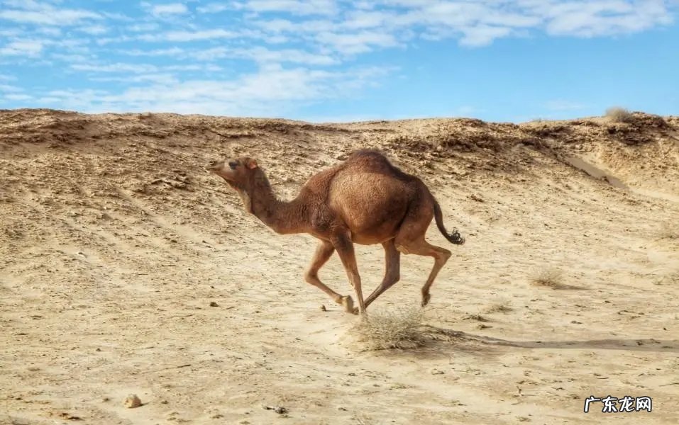 5吨重的大象都被吃，为什么很少有猛兽猎杀骆驼，它有什么保命绝招？-