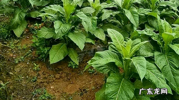 最赚钱的种植项目 种植什么赚钱快