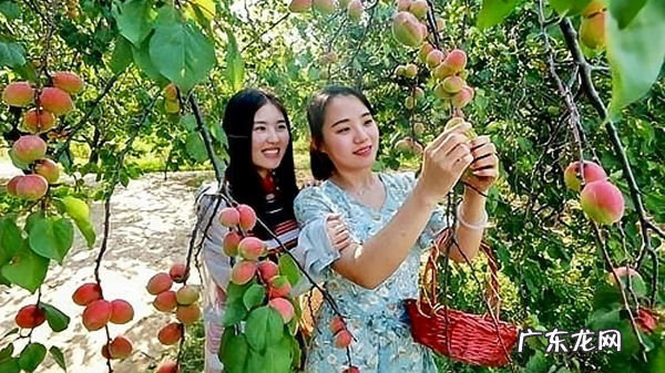 最赚钱的种植项目 种植什么赚钱快