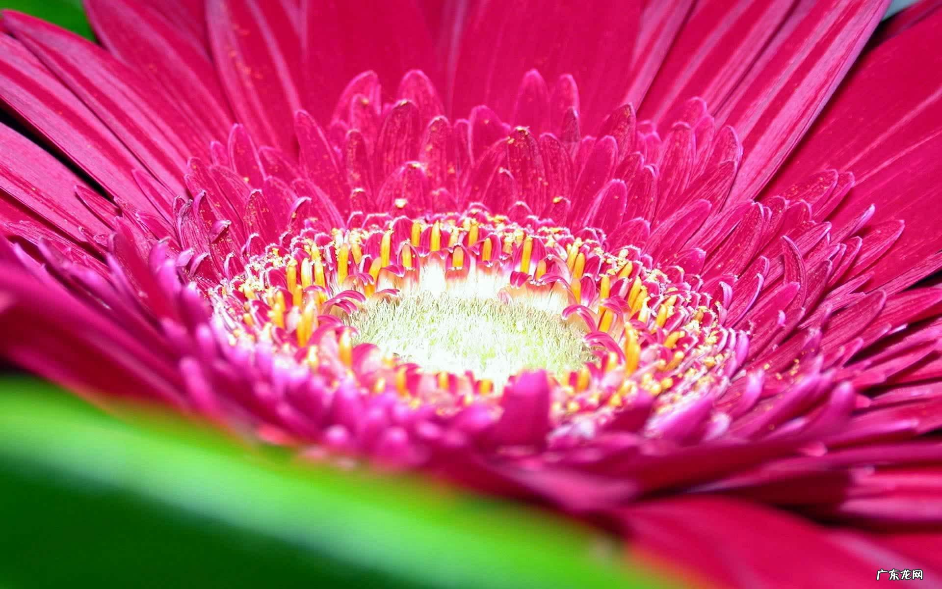 女人味最浓的生肖女有哪些？