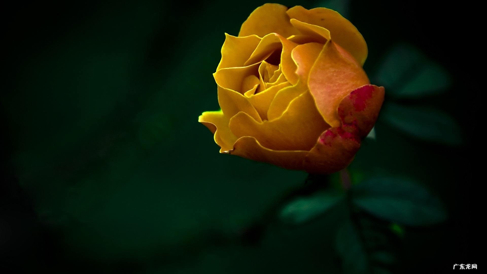 女人味最浓的生肖女有哪些？