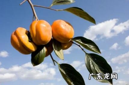 吃螃蟹不能吃什么 柿子和螃蟹间隔两小时可以吃吗