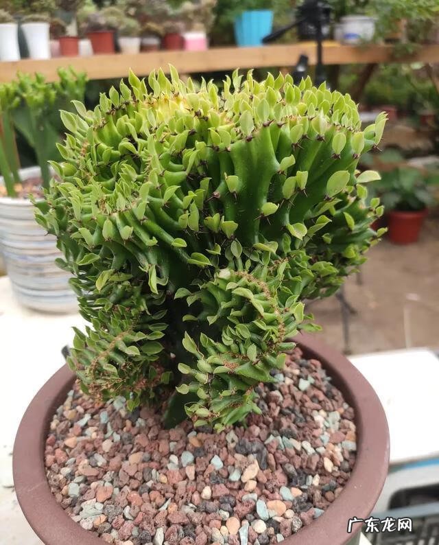 彩色麒麟掌的风水作用 麒麟掌的寓意和象征风水图片