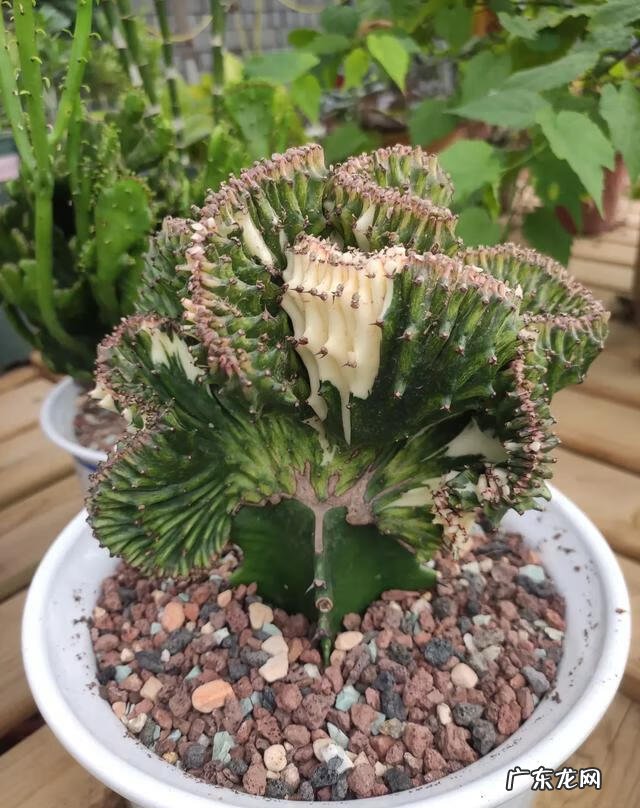 彩色麒麟掌的风水作用 麒麟掌的寓意和象征风水图片