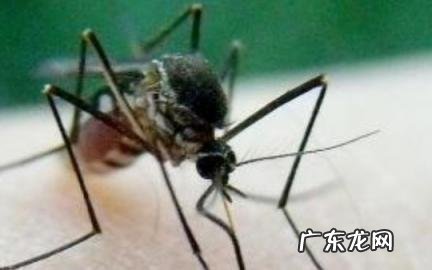 用什么土办法杀死蚊子 用什么土办法杀死蚊子叮咬