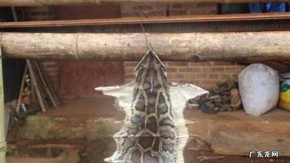 太吓人了！家里来条4米巨蟒，还吞了一头羊！人遇到了该怎么办？