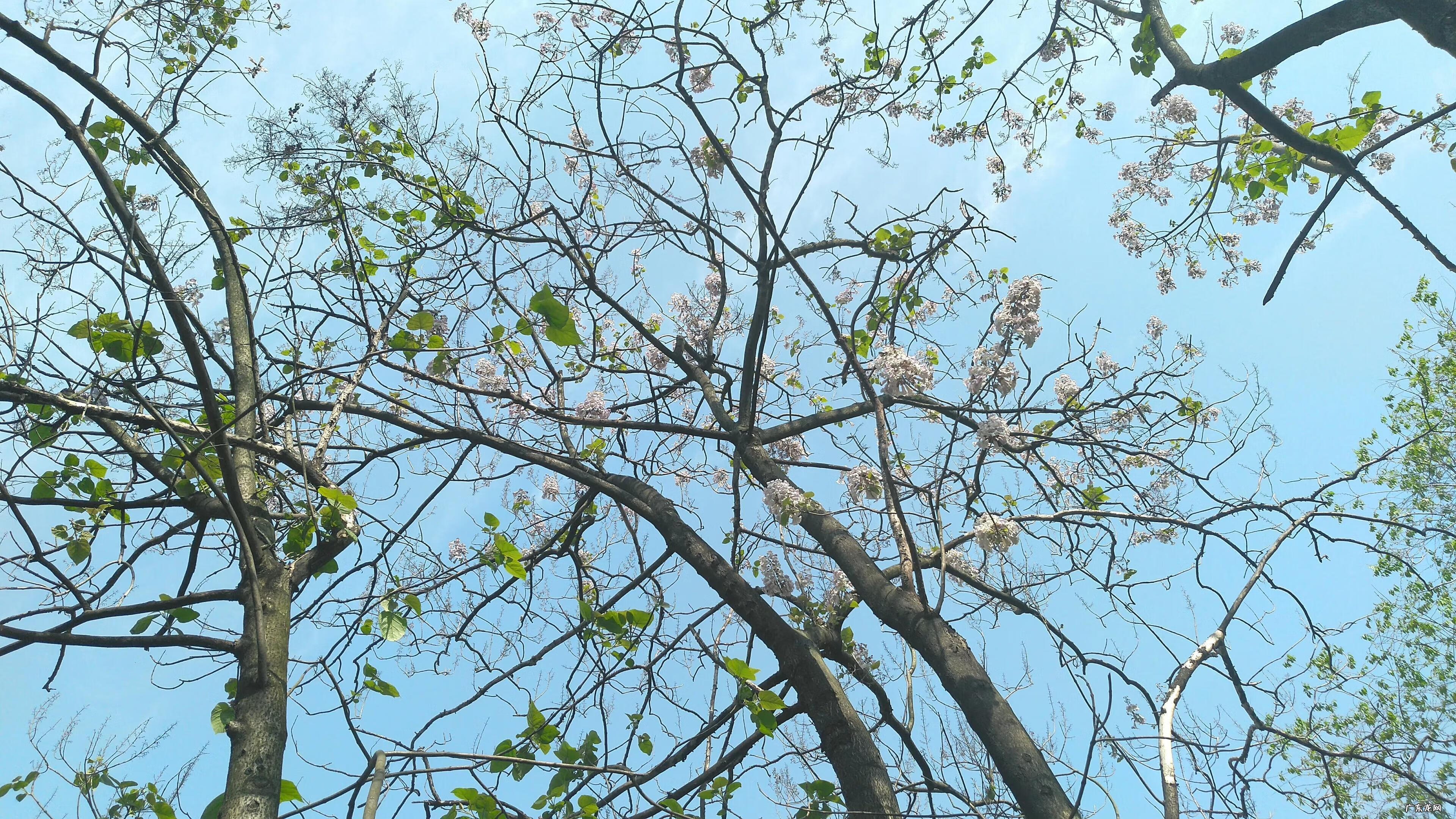 泡桐树是什么树图片 泡桐树花