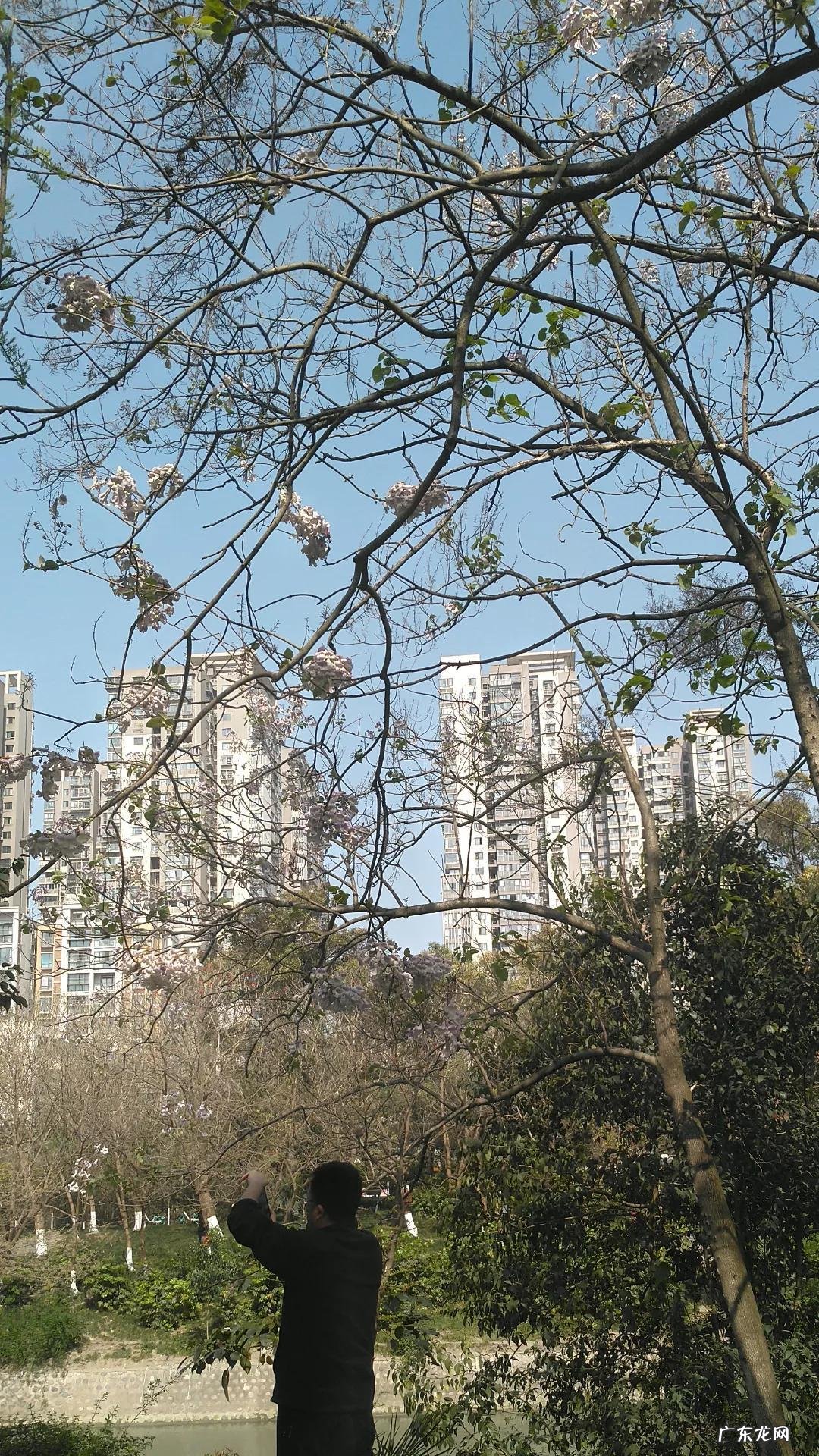 泡桐树是什么树图片 泡桐树花