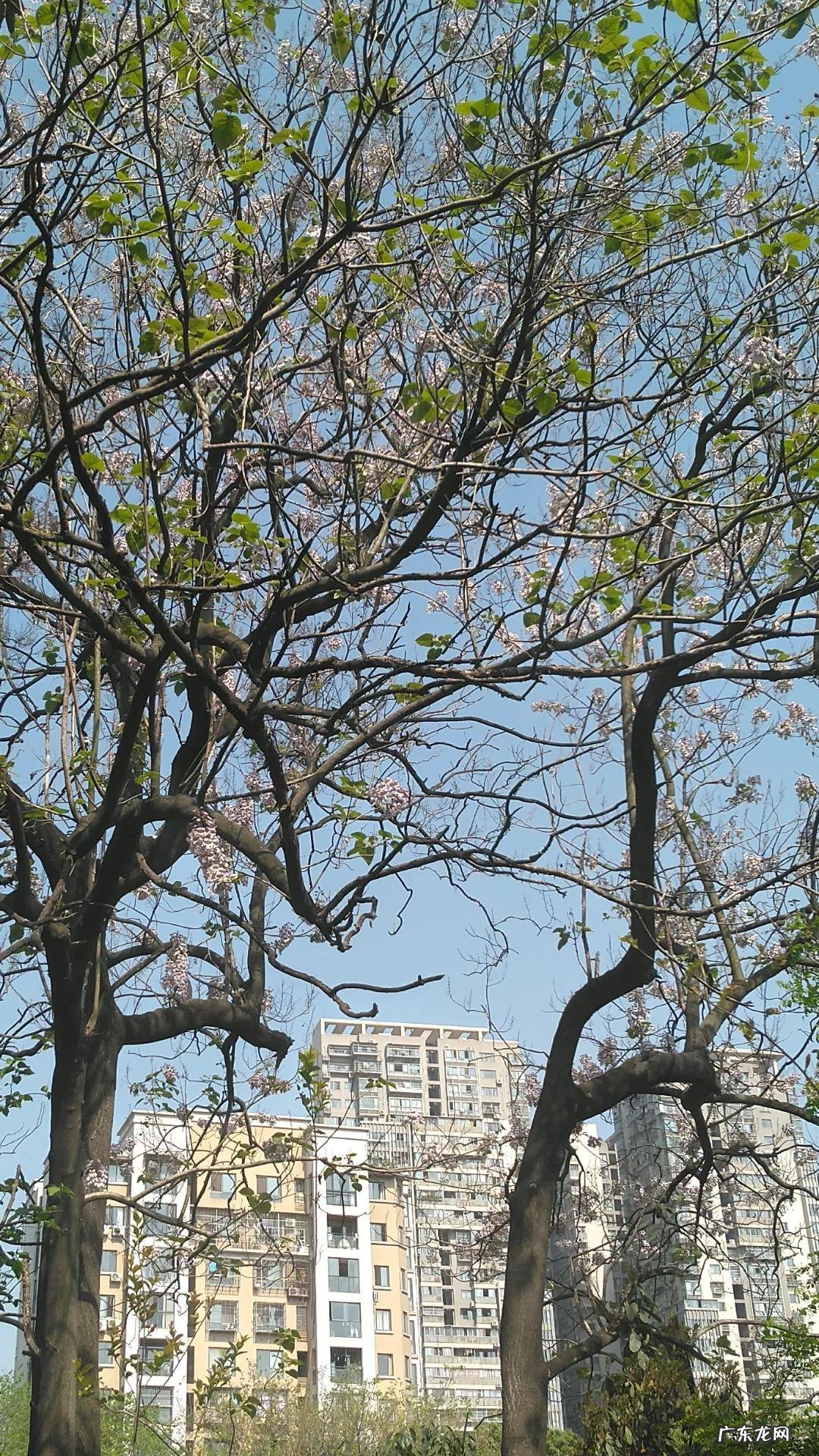 泡桐树是什么树图片 泡桐树花