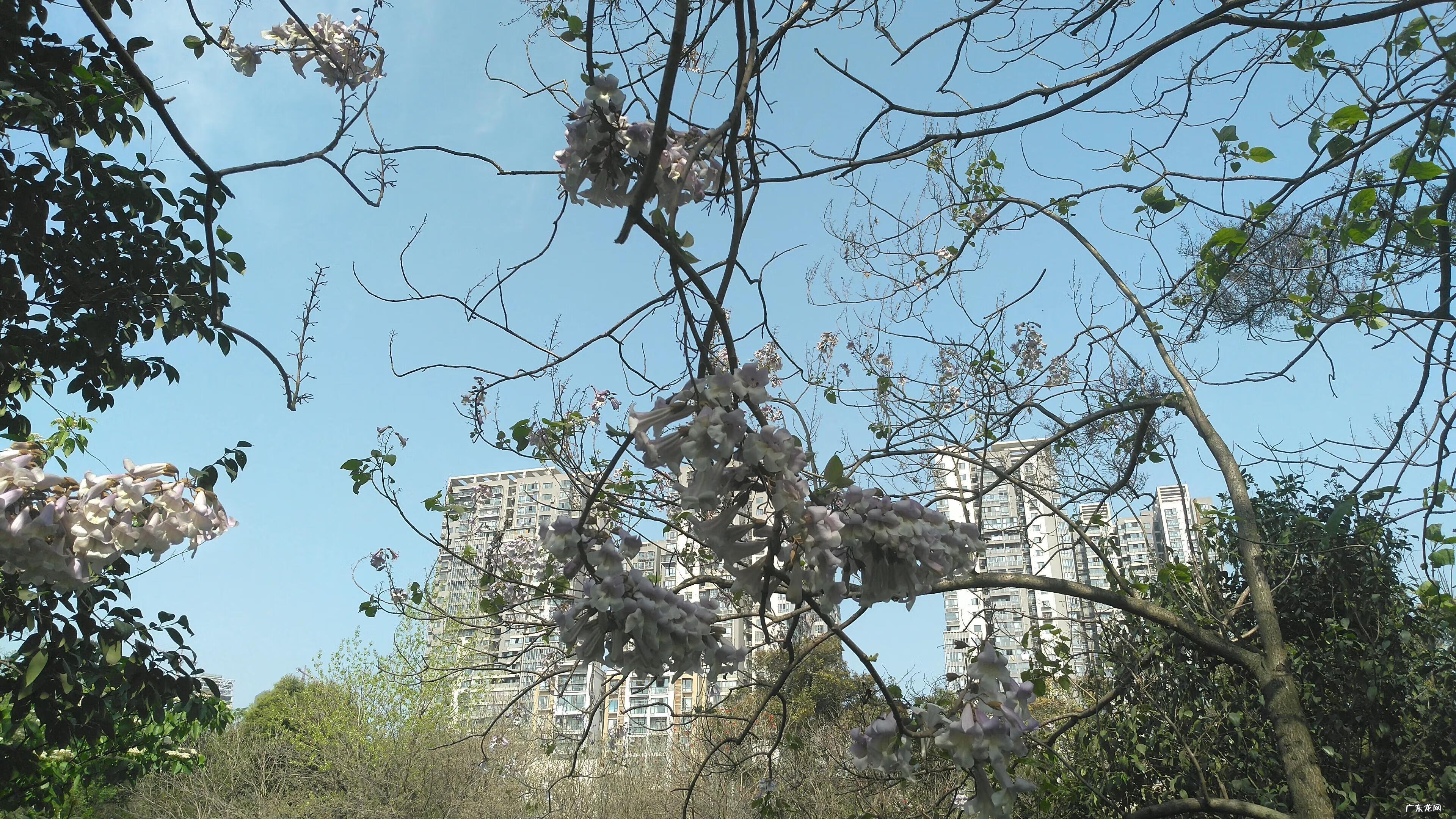 泡桐树是什么树图片 泡桐树花