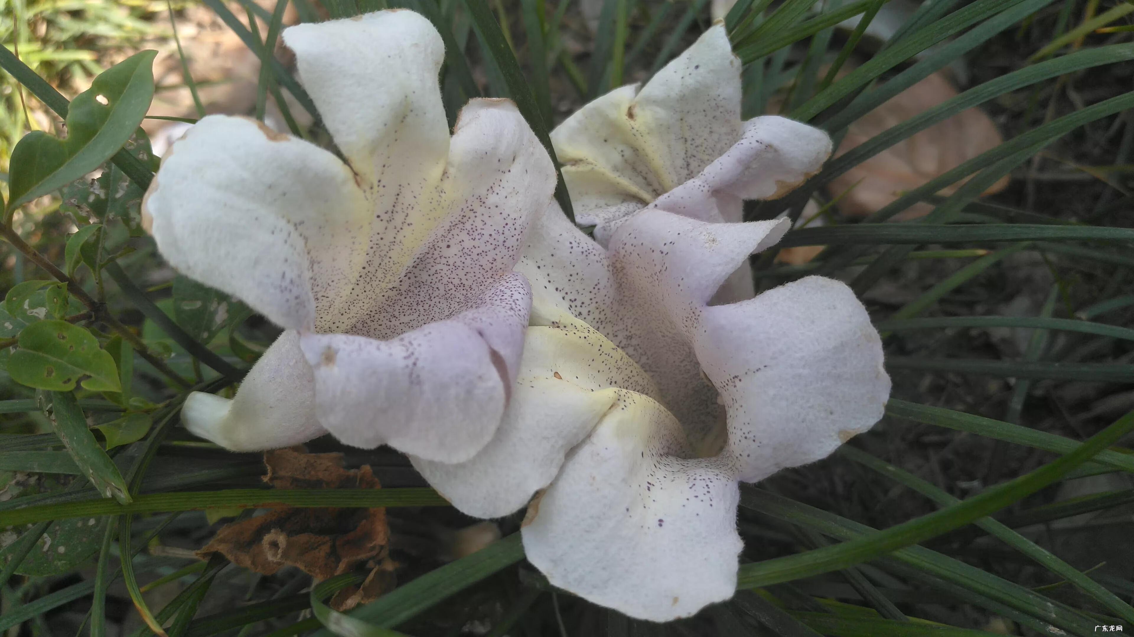 泡桐树是什么树图片 泡桐树花