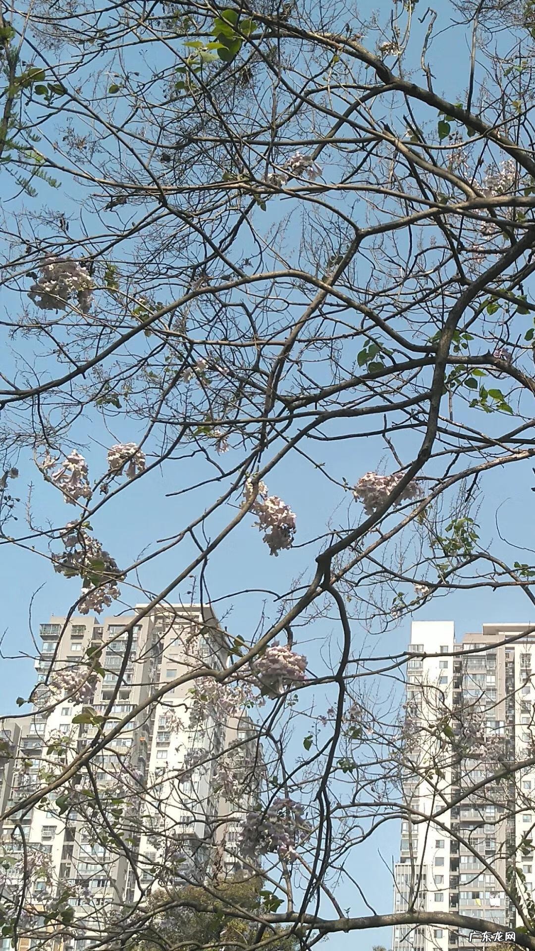 泡桐树是什么树图片 泡桐树花