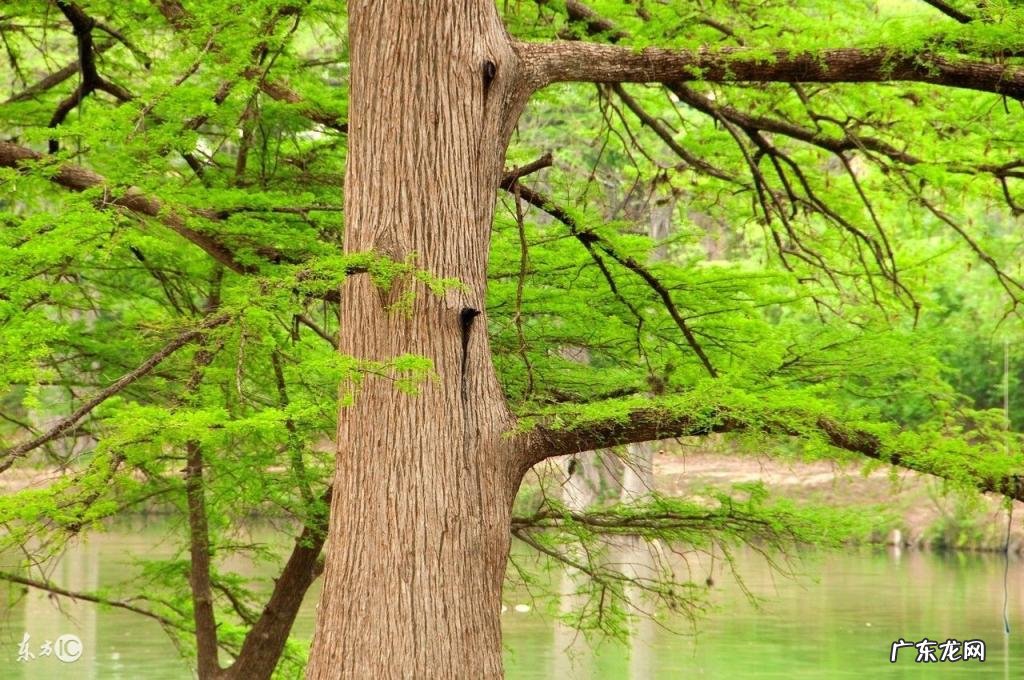 柏树叶能治疗脱发吗 柏叶的功效与作用及食用方法