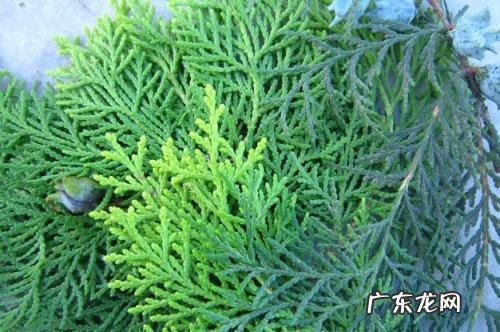 柏树叶能治疗脱发吗 柏叶的功效与作用及食用方法