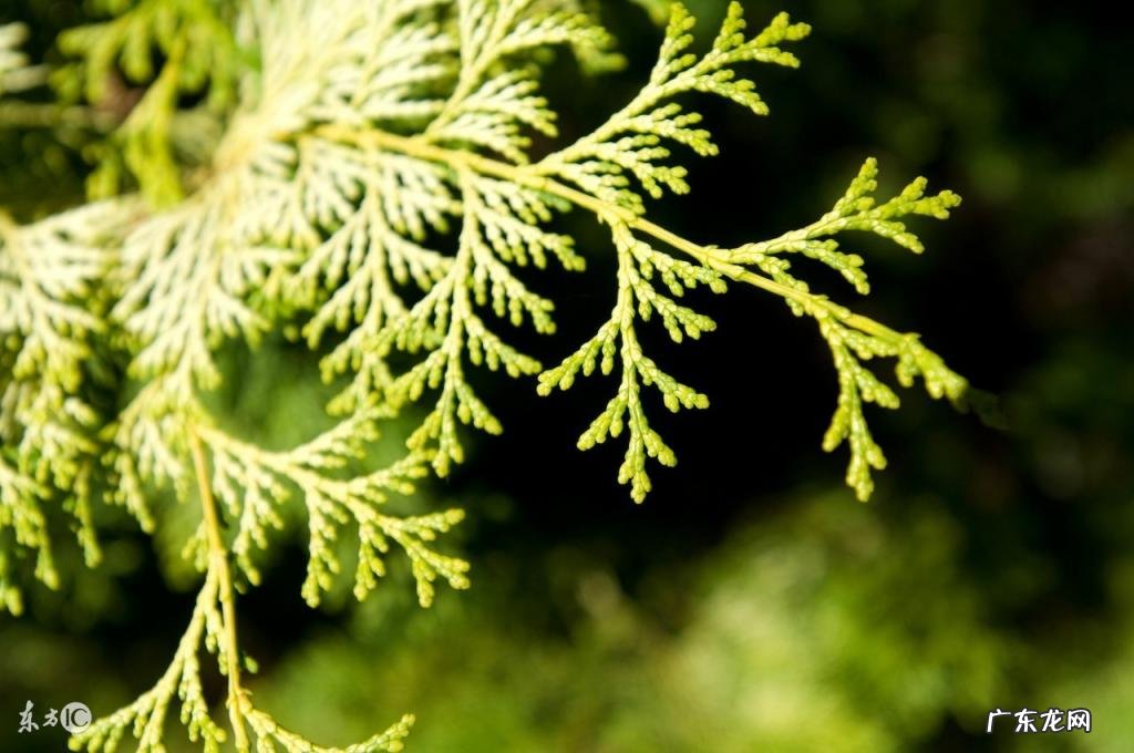 柏树叶能治疗脱发吗 柏叶的功效与作用及食用方法