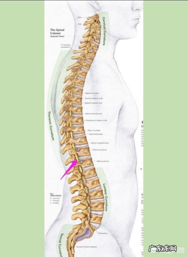 大学瑜伽课老师说瑜伽有些动作可利于增高，真的假的？