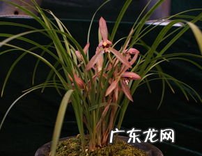 盆栽兰花怎么养活 盆栽兰花怎样浇水最好