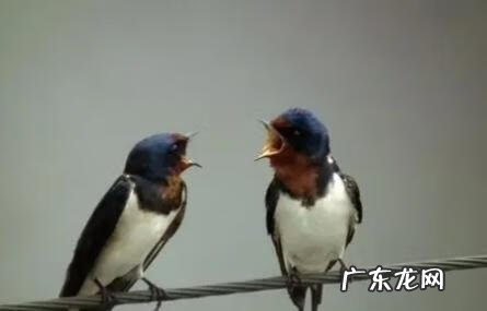 老鹰低空盘旋什么意思 有老鹰盘旋的风水吗