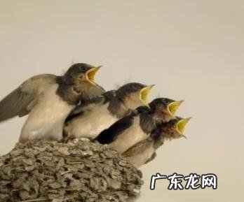 老鹰低空盘旋什么意思 有老鹰盘旋的风水吗