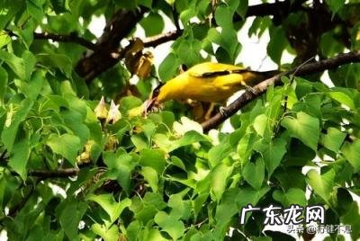 王维的代表作品 王维有什么画作