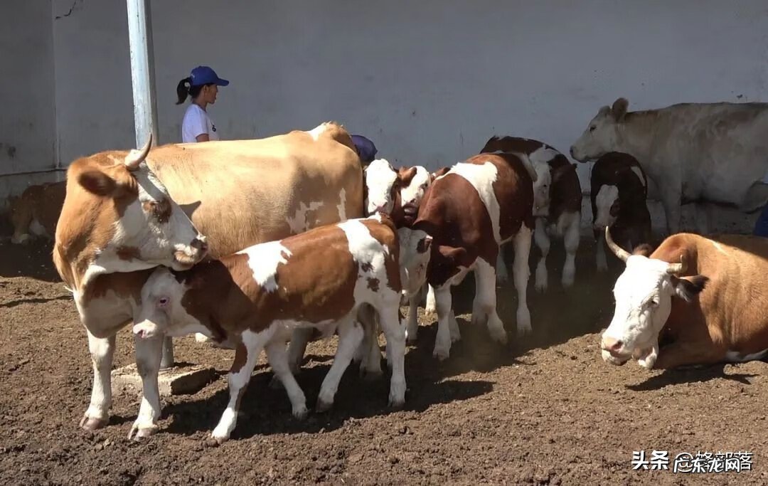 农村最好的挣钱方式有哪些 农村能赚钱的项目