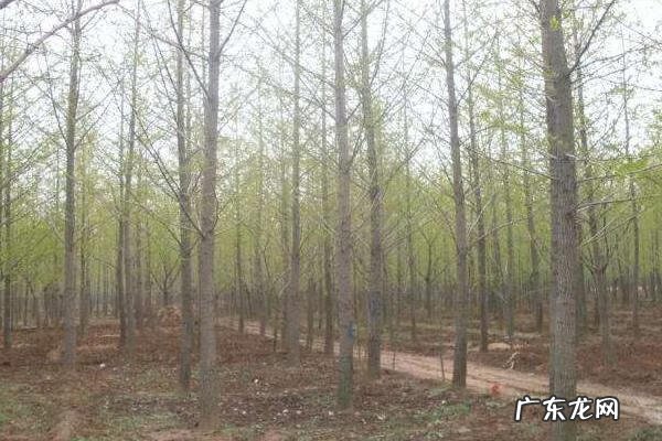 银杏树苗价格表