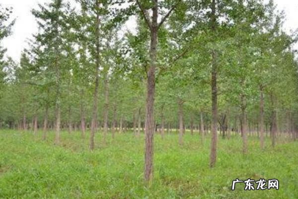 银杏树苗价格表