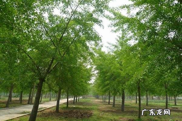 银杏树苗价格表