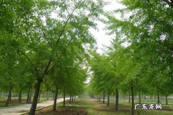 银杏树苗价格表