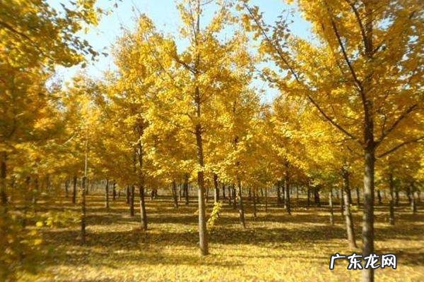 银杏树苗价格表