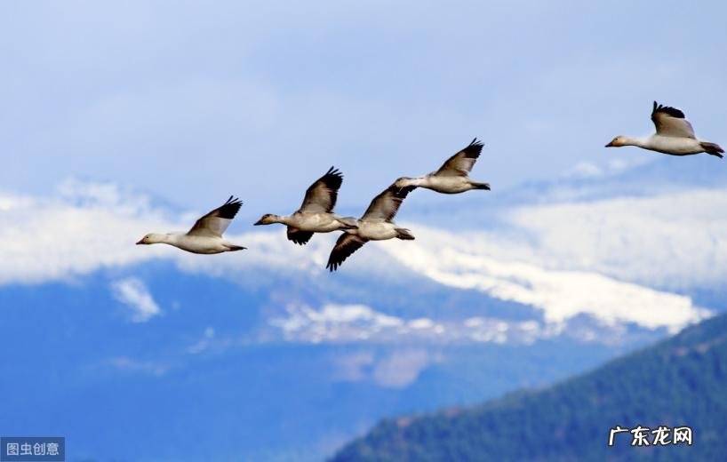 雁组词语二年级 组词二年级上册语文寒号鸟