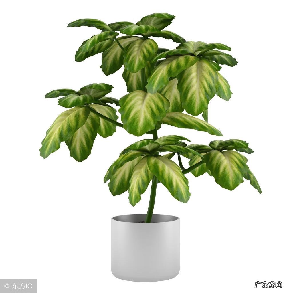 全家人突然都嗓子疼怎么办 全家人嗓子疼在风水上看怎么回事呢