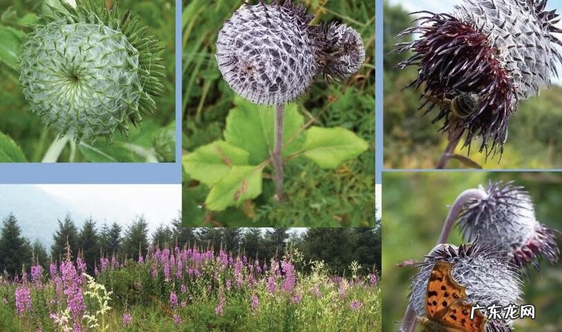 晚上看见青蛙进家了风水不好吗