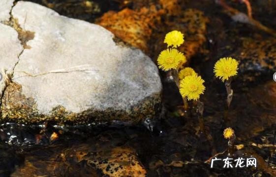 晚上看见青蛙进家了风水不好吗