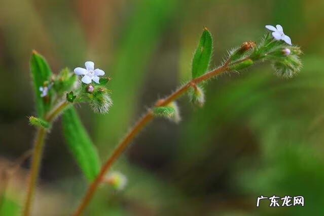 晚上看见青蛙进家了风水不好吗