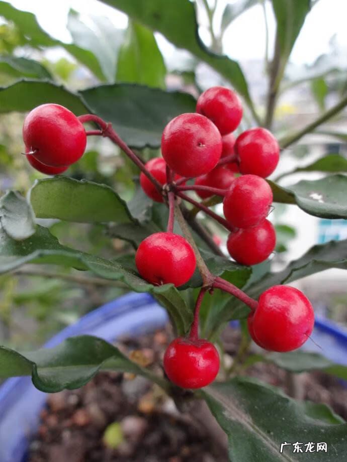 富贵子花语寓意 富贵子的风水作用