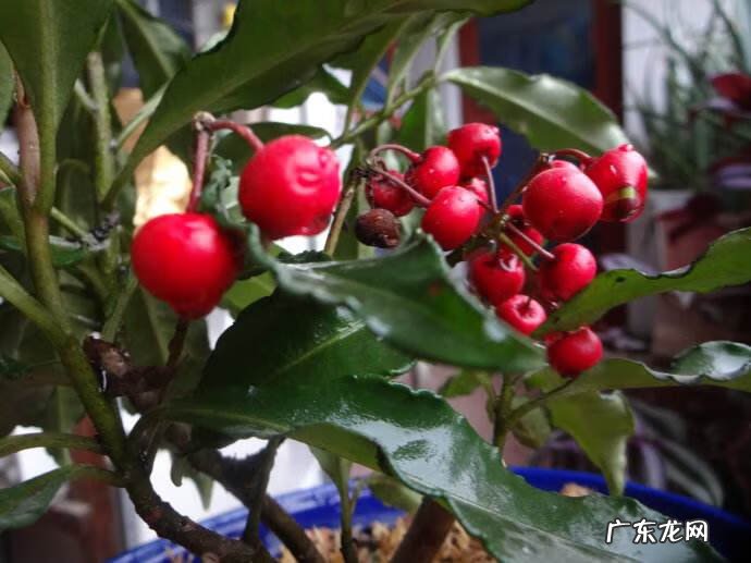 富贵子花语寓意 富贵子的风水作用