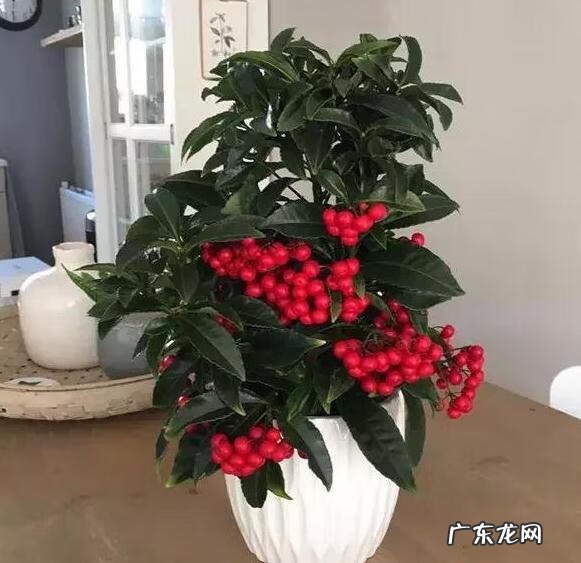 富贵子花语寓意 富贵子的风水作用