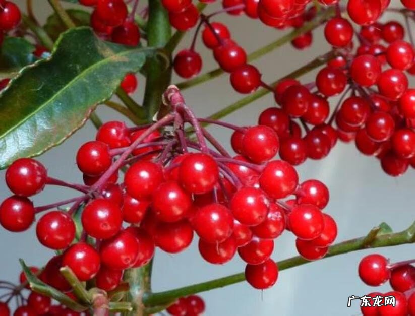 富贵子花语寓意 富贵子的风水作用