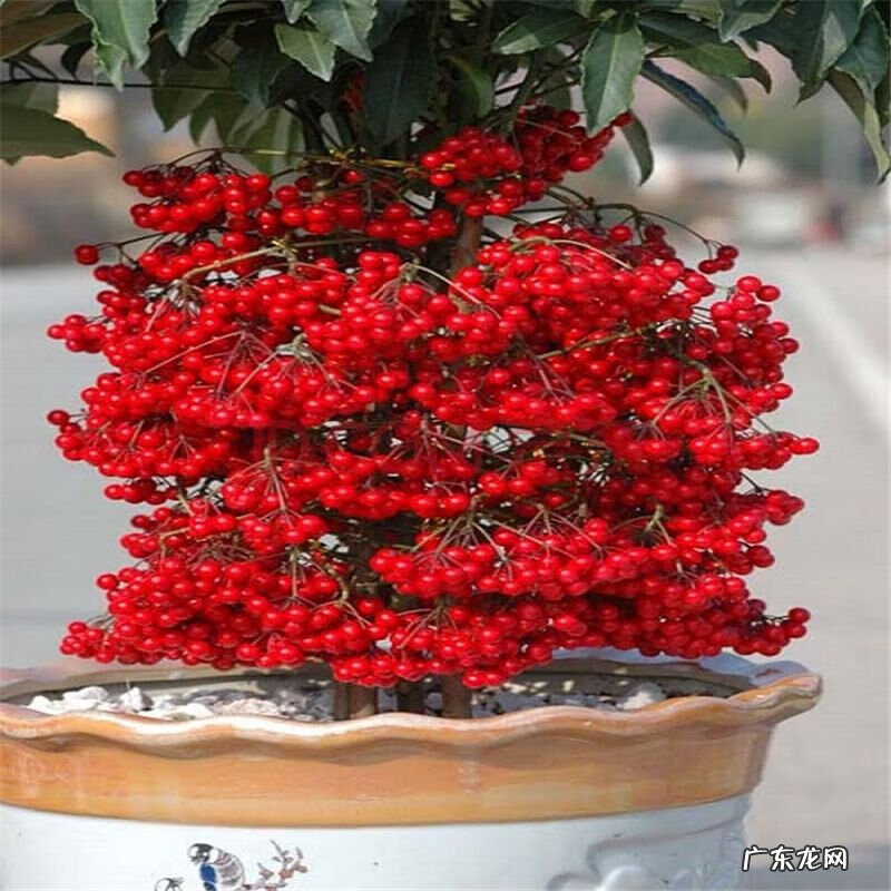 富贵子花语寓意 富贵子的风水作用