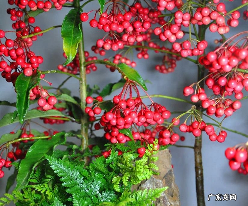 富贵子花语寓意 富贵子的风水作用