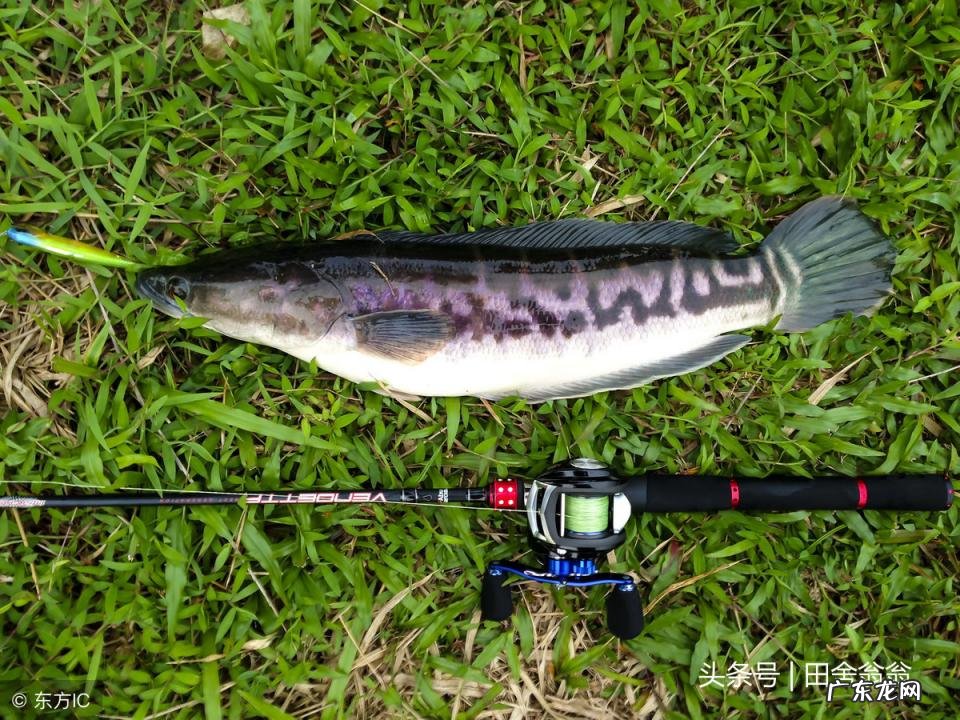 怎样才能判断什么地方有黑鱼苗 怎样才能判断什么地方有黑鱼