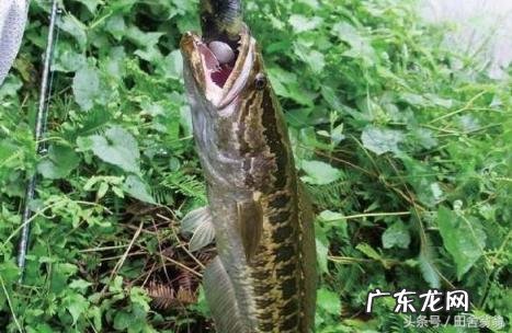 怎样才能判断什么地方有黑鱼苗 怎样才能判断什么地方有黑鱼