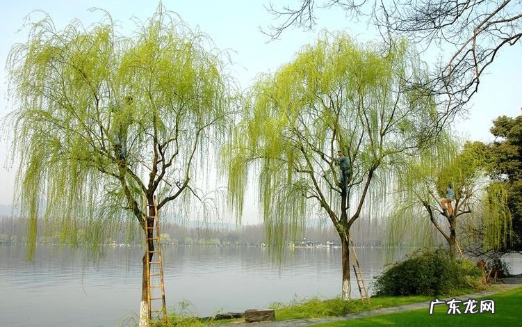 门前有棵大榕树 屋前有大榕树影响风水吗