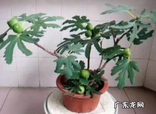 门前有棵大榕树 屋前有大榕树影响风水吗