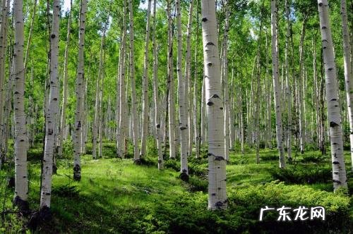 门前有棵大榕树 屋前有大榕树影响风水吗