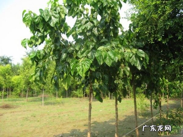 门前有棵大榕树 屋前有大榕树影响风水吗