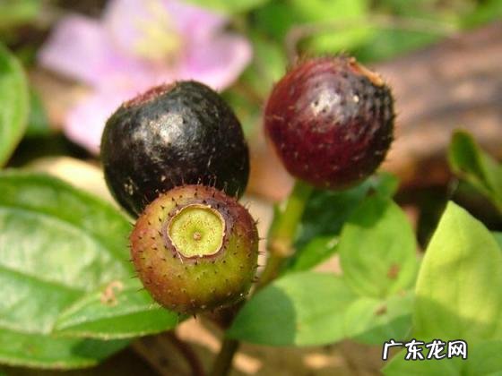 地稔的作用和功效图片 生地药性特点