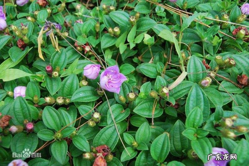 地稔的作用和功效图片 生地药性特点